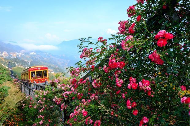 Top 10 địa điểm check in Sapa - Thung lũng Hoa Hồng